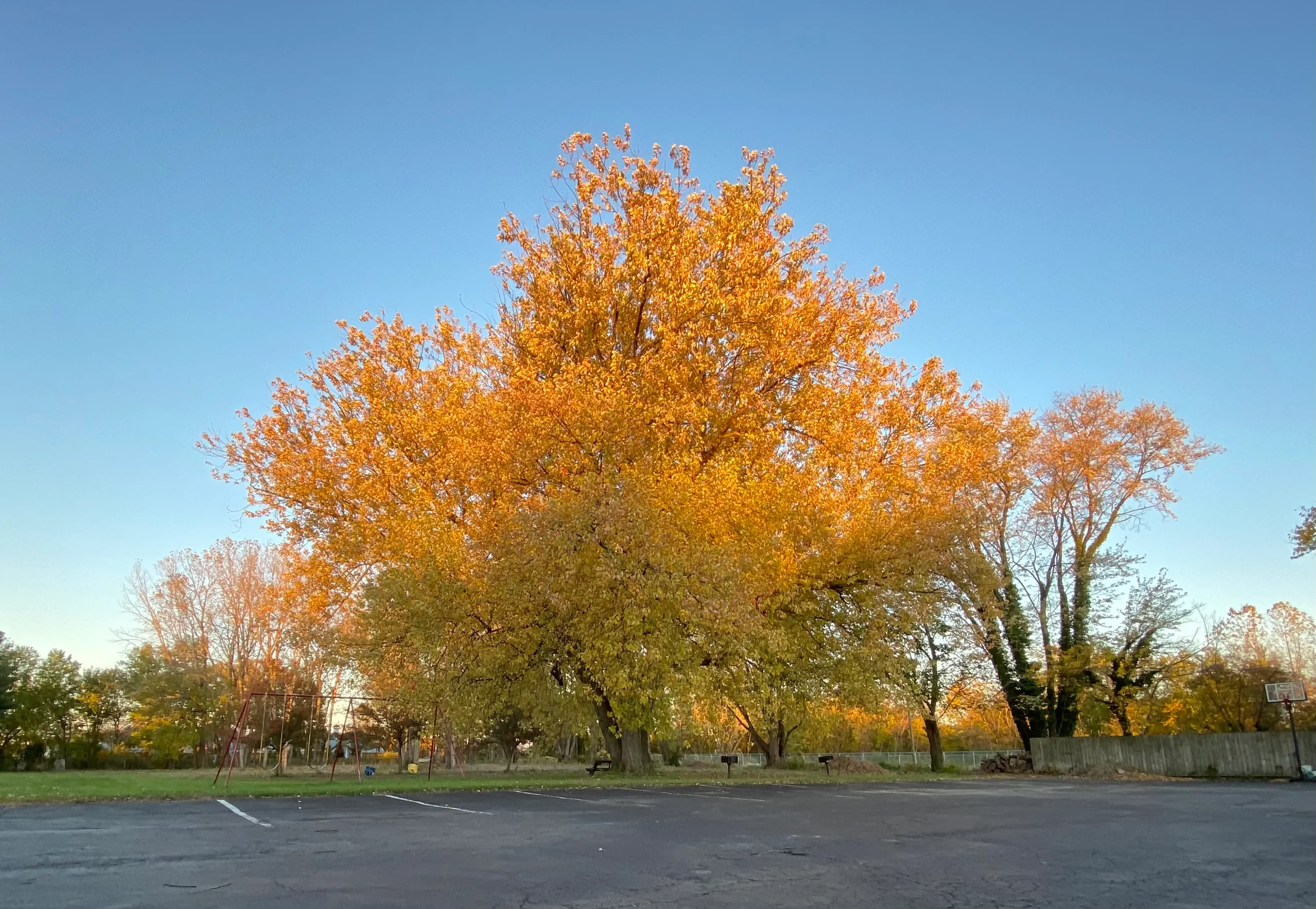 Fall foliage near Sandusky, Ohio