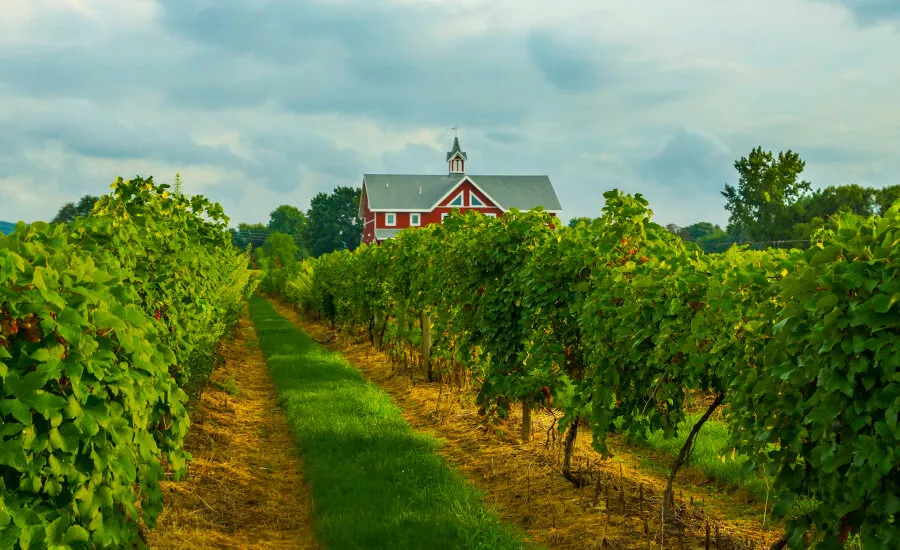Lake Erie Wine Trail vineyards near Sandusky Ohio